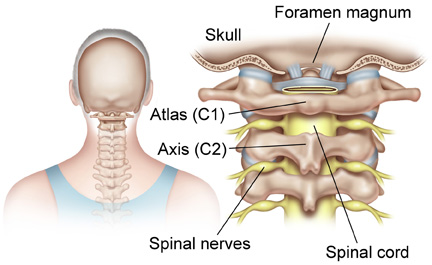 cervical vertebrae atlas